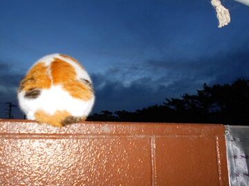 11月25日（12）仮