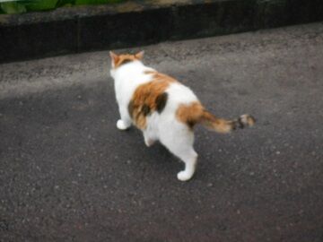 7月31日（63）仮