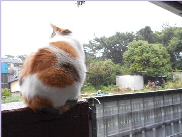 7月14日（29）仮