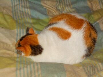 11月24日（11）仮