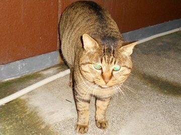 12月10日（13）仮