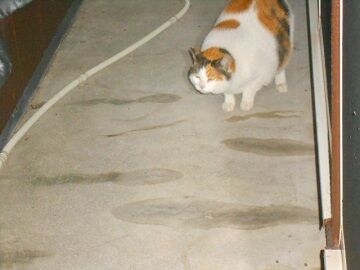 2月17日（32）仮