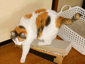 5月23日（34）仮