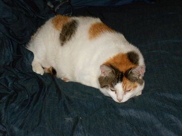 6月26日（47）仮