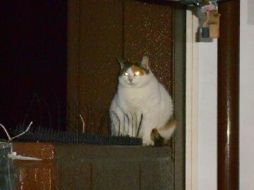 12月31日（40）仮