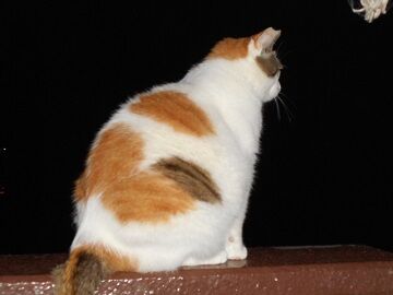 7月20日（40）仮