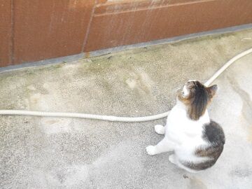 5月10日（10）仮