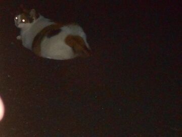 8月17日（25）仮