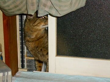 5月13日（46）仮