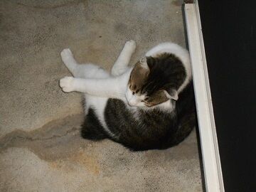 9月11日（5-14）仮