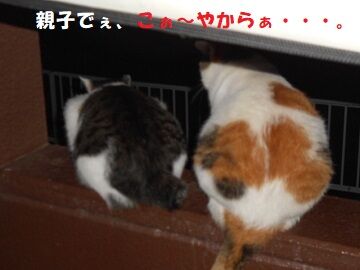 8月27日（61）仮