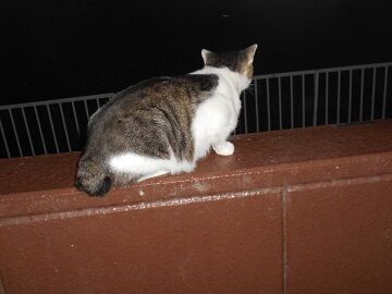 7月13日（46）仮