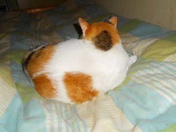 6月18日（68）仮