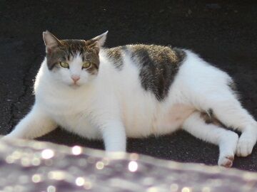 8月27日（17）仮