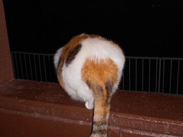 10月4日（5-3）仮