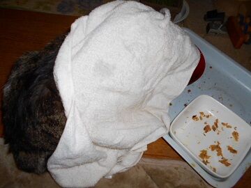 3月19日（21）仮