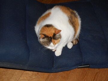 7月20日（24）仮