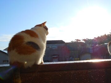 11月11日（14）仮