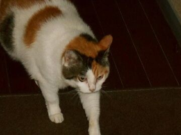 7月30日（21）仮