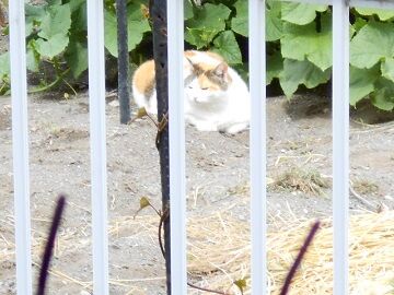 6月18日（40）使用