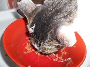 9月11日（8-3）仮