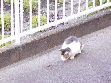 6月25日（21）仮