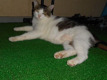 8月13日（22）仮