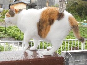 7月22日（19）仮