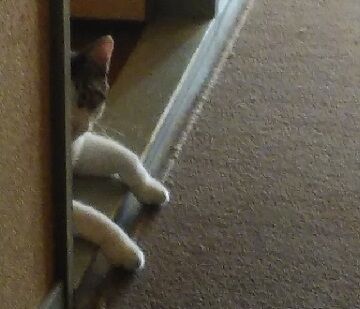 7月28日（13）仮