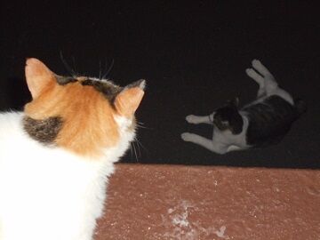 7月31日（56）仮