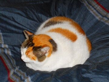 12月12日（7）仮