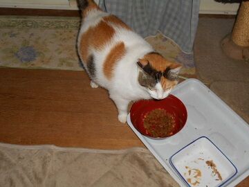 9月17日（19-5）仮