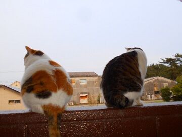 4月26日（13）仮