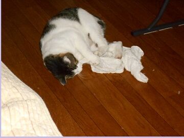 9月4日（109）仮