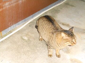 12月31日（39）仮