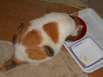 8月16日（22）仮