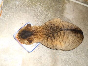 12月15日（57）仮