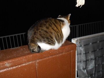 12月8日（70）仮