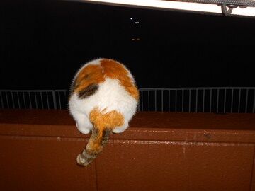 2月16日（52）仮