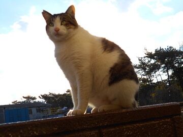 12月29日（46）仮