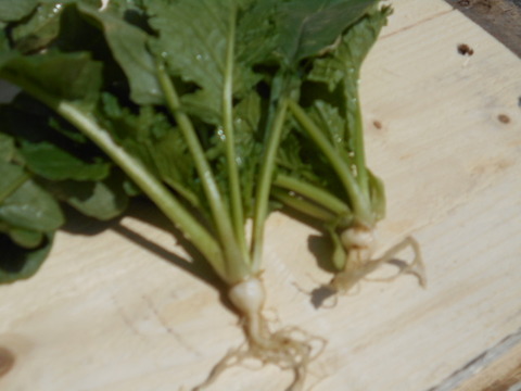 DSCN0968