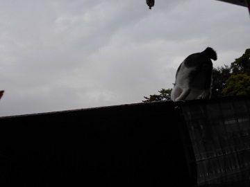 9月7日(7)使用