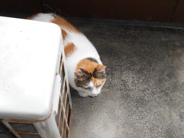 9月25日（11-1）仮