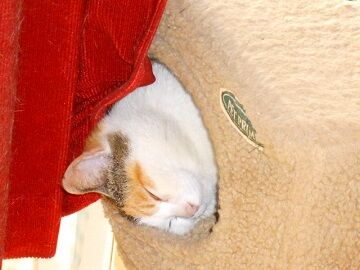 5月13日（14）仮