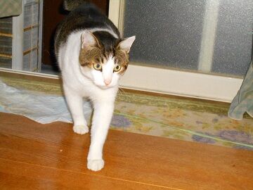 10月18日（9）仮