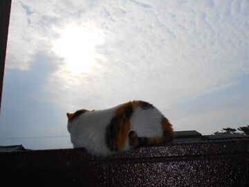 5月26日（30）仮