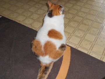 7月29日（13）仮