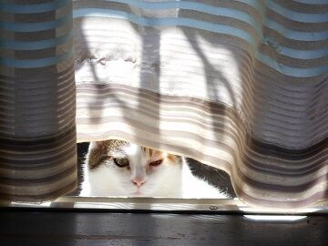 6月29日（49）仮