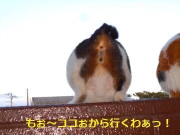 5月7日(36)仮