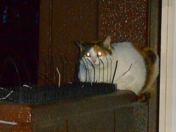 5月26日（49）仮